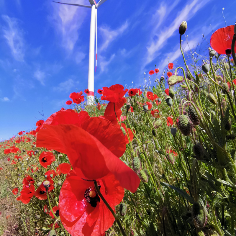 LandEnergie-Bürger-eG-Windpark-Hilligsfeld